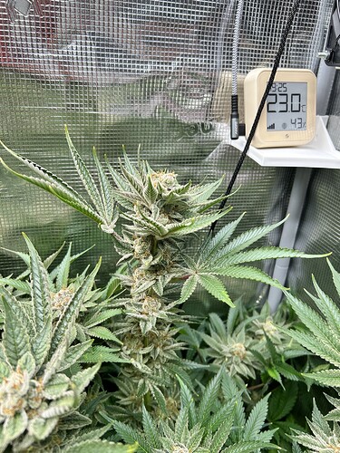 Eine blühende Cannabispflanze mit dichten, harzigen Blütenständen und breiten Blättern, im Hintergrund eine reflektierende Zeltwand und ein digitales Thermometer, das 23.0°C anzeigt.
