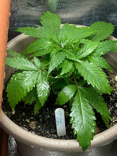 Growreport Bild 41