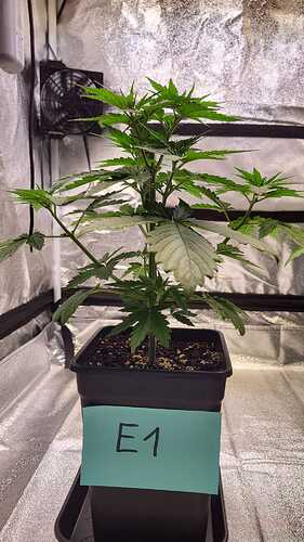 Growreport Bild 16