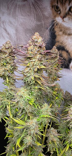 Growreport Bild 27