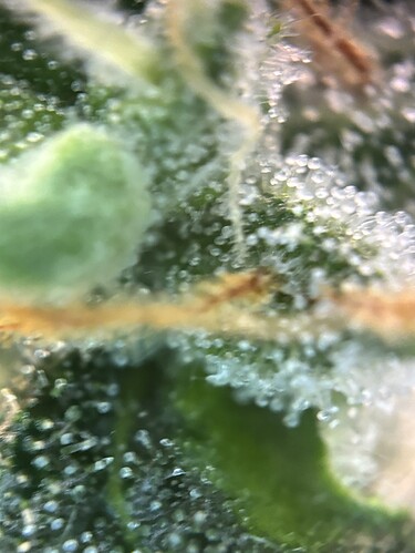 Growreport Bild 25