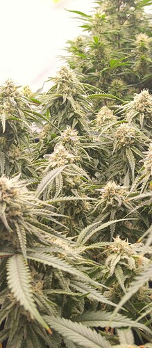 Growreport Bild 7