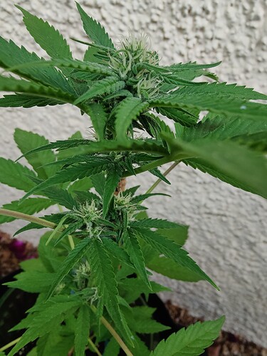 Growreport Bild 12