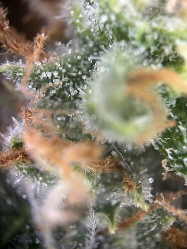 Growreport Bild 74