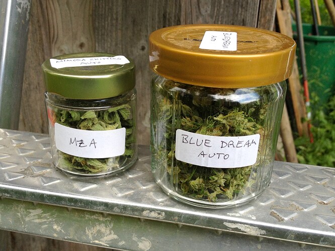 Grow25_0703_MZA_BDA_Glaeser