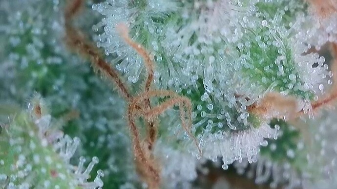 Growreport Bild 58