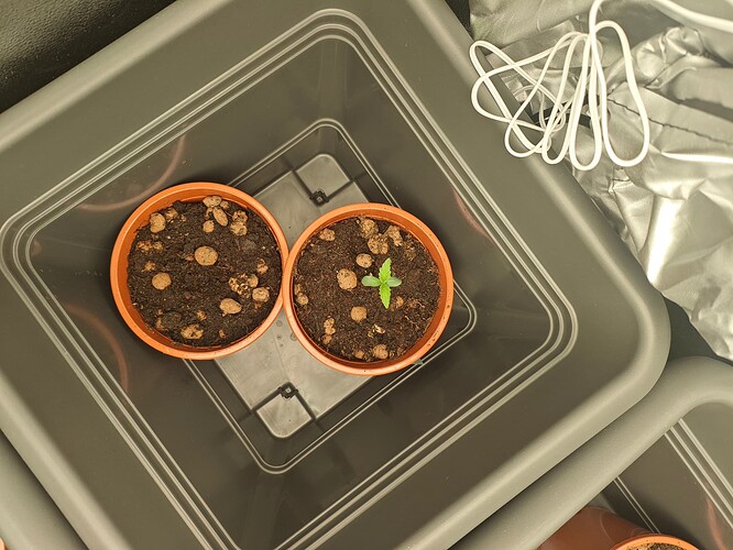 Growreport Bild 2