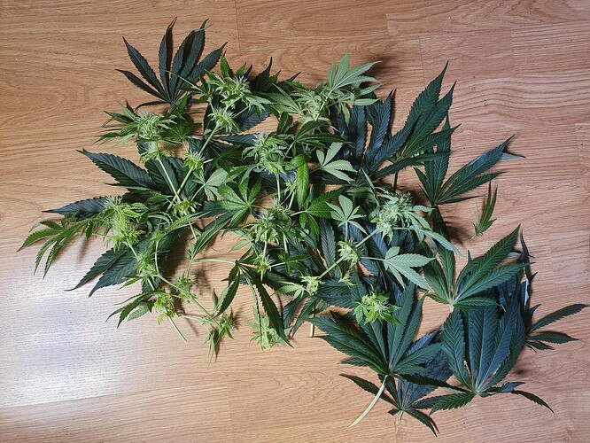 Growreport Bild 5