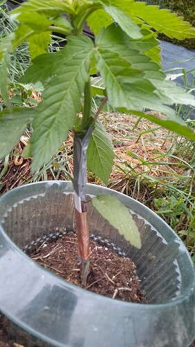 Growreport Bild 27