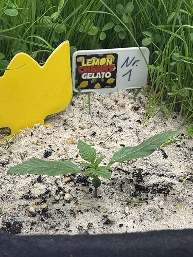 Growreport Bild 24