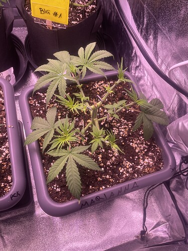 Growreport Bild 6
