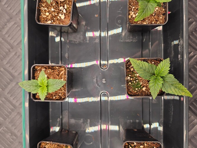 Growreport Bild 23