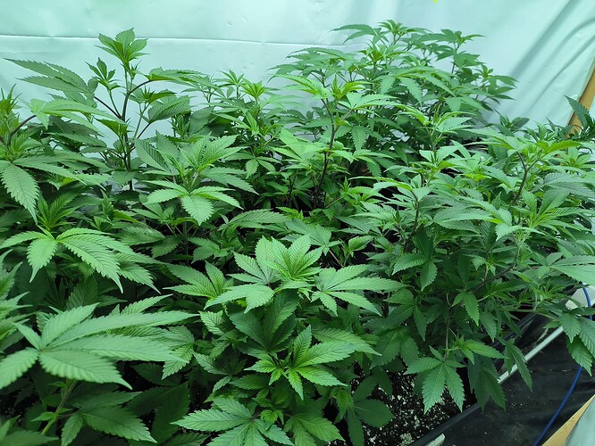 Growreport Bild 2