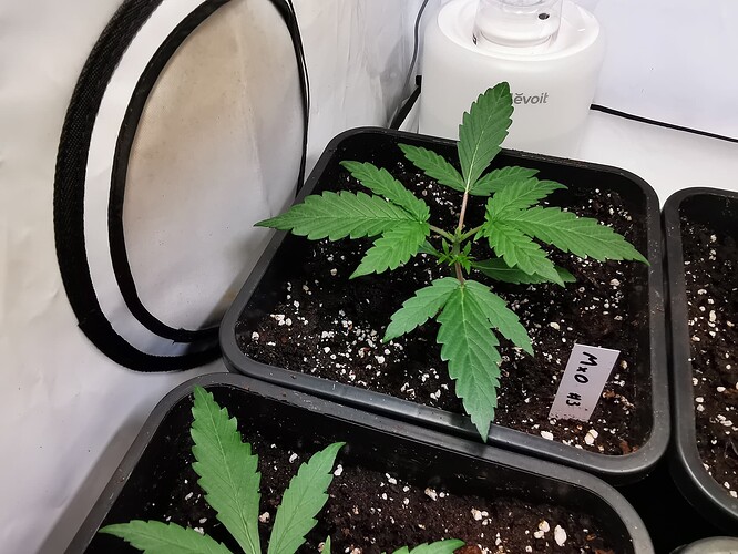 Growreport Bild 8