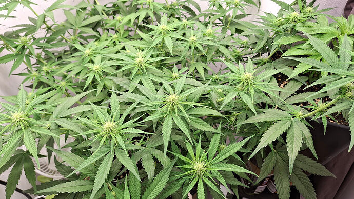 Growreport Bild 231