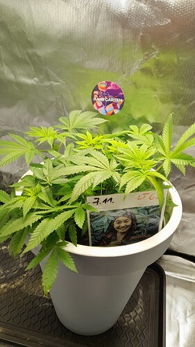 Growreport Bild 3