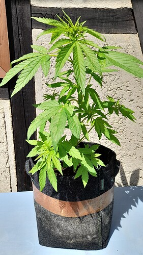 Growreport Bild 27