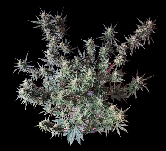 Growreport Bild 13