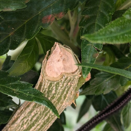 Growreport Bild 5