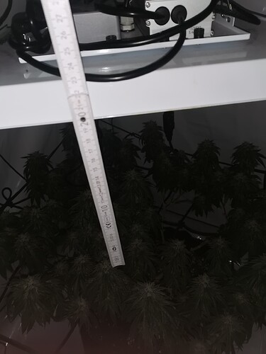 Growreport Bild 8