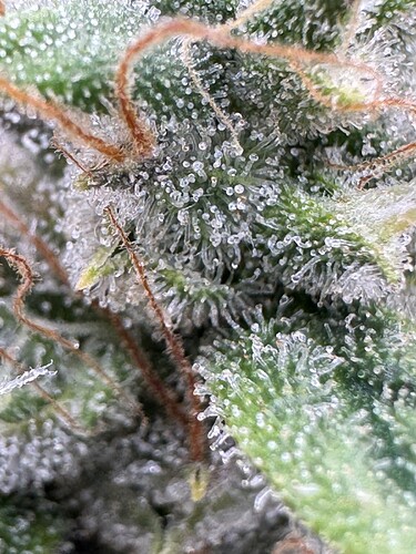 Growreport Bild 5