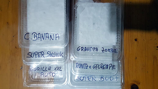 Keimen 030326 - Kopie