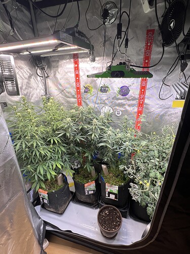 Growreport Bild 13