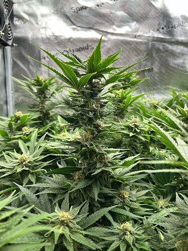 Nahaufnahme einer blühenden Cannabispflanze mit mehreren Blütenständen und dichtem Blattwerk.