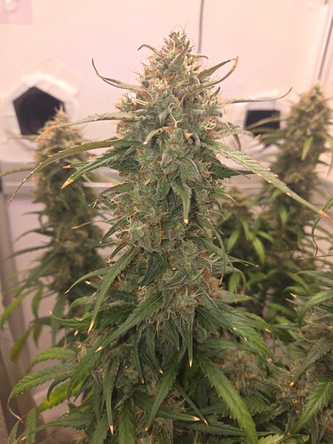 Growreport Bild 5