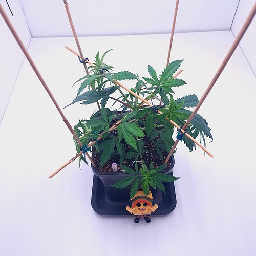 Growreport Bild 4