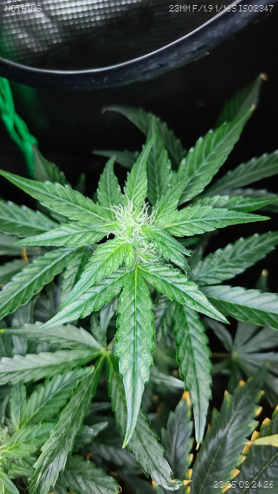 Champelli x Sensi Seeds - Mimosa Sunrise XXL Automatic