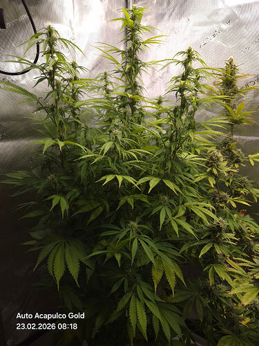 Eine blühende Cannabis-Pflanze in einem Growzelt, identifiziert als Auto Acapulco Gold.