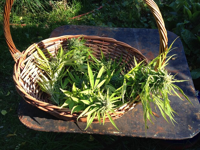 Grow25_0925_HK1noternte02