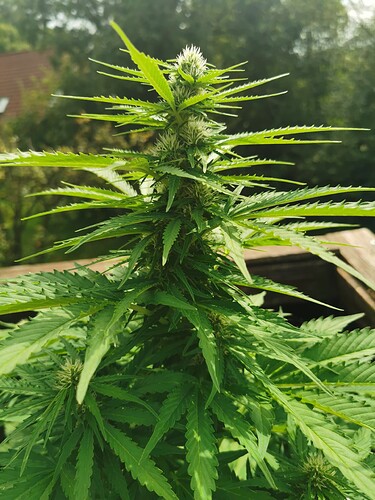 Growreport Bild 1