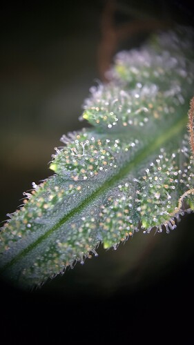Growreport Bild 6