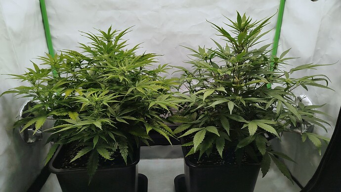 Zwei Cannabis-Pflanzen in einem Growzelt, links Bruce Banner und rechts Mandarine XL.