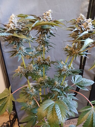 Growreport Bild 2