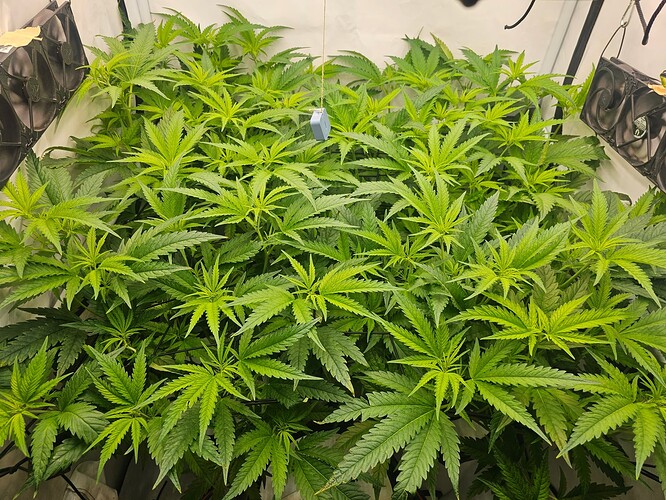 Growreport Bild 5