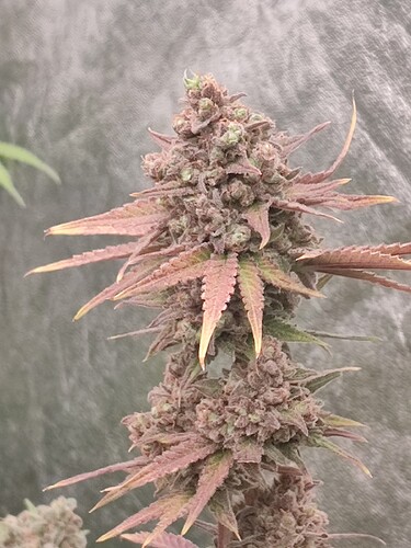 Growreport Bild 56