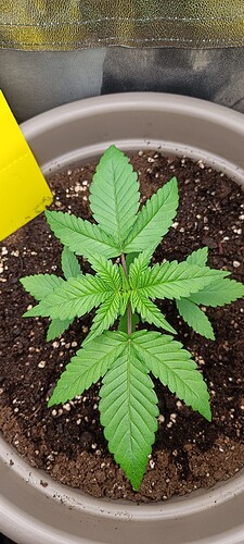 Growreport Bild 3