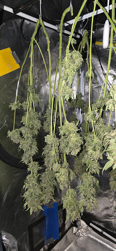 Growreport Bild 46