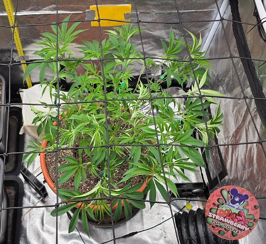Growreport Bild 11
