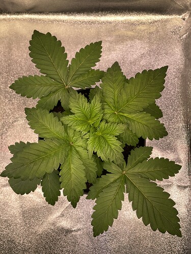 Growreport Bild 4