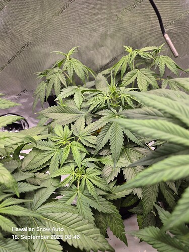Growreport Bild 29