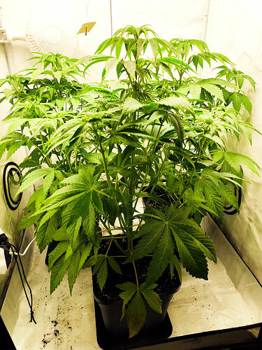 Growreport Bild 4
