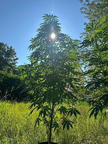 Growreport Bild 3