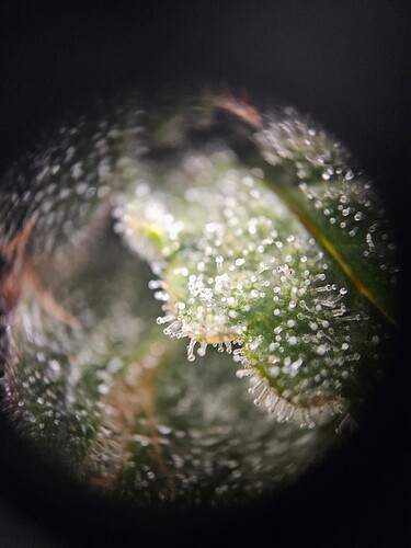 Growreport Bild 108