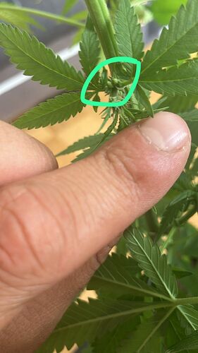Nahaufnahme einer Cannabis-Pflanze, bei der ein Finger auf eine Stelle zeigt, die mit einem grünen Kreis markiert ist, um vermutlich eine Blüte oder ein Geschlechtsmerkmal zu zeigen.
