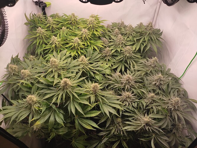 Growreport Bild 3