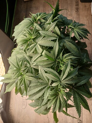 Growreport Bild 10